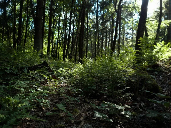 森の中で育つ野生の草の美しい景色 — ストック写真