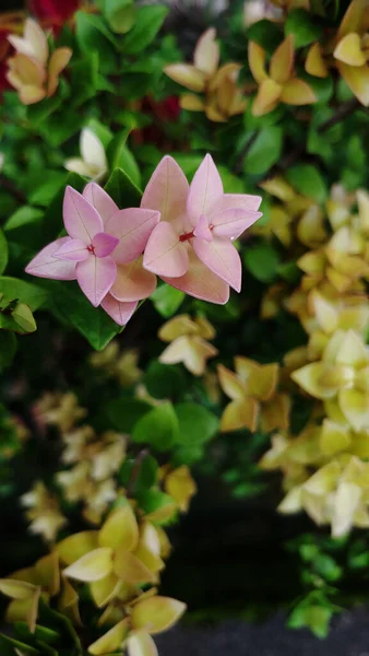 Een Verticaal Shot Van Hortensia Macrophylla Bloemen Een Tuin Een — Stockfoto