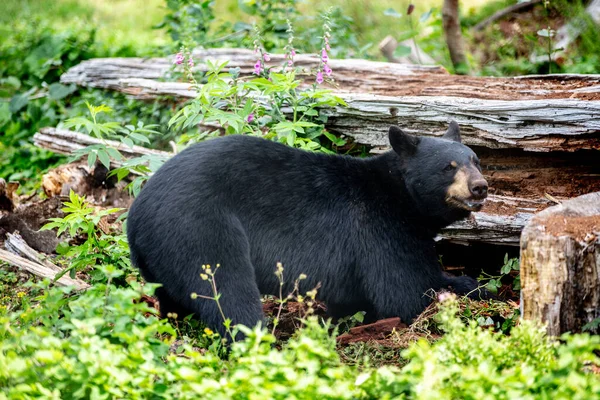 Mise Point Sélective Ours Noir Dans Forêt — Photo