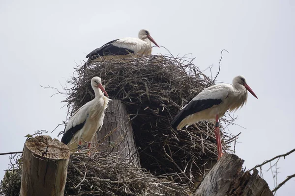 Closeup Three Adult White Storks Nest — Stock Photo, Image