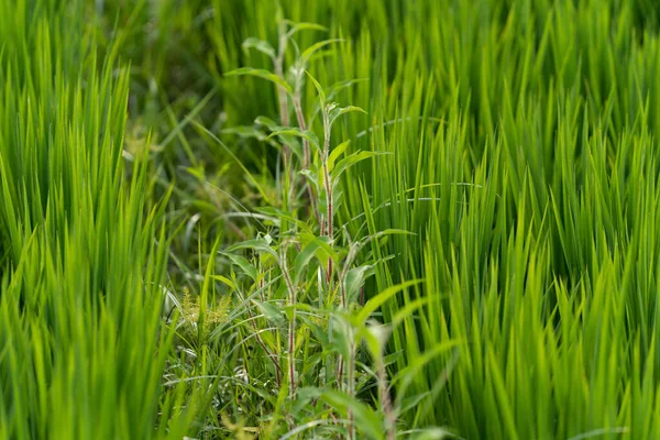 田野里新鲜的青草的特写 — 图库照片