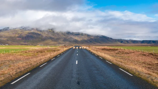 Красивый Вид Овцы Пересекающей Дорогу Исландии — стоковое фото