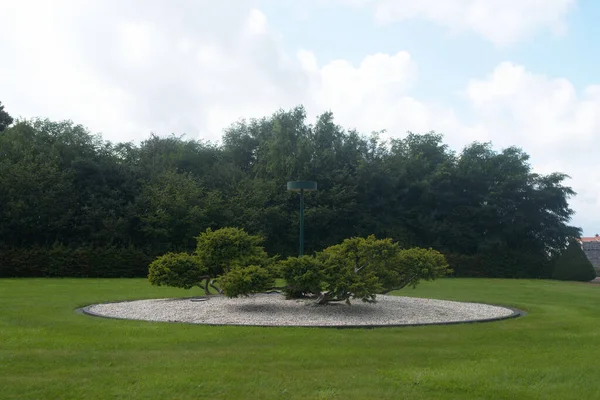 Zahrada Stromy Zelené Oblázky Kulaté Lůžko Louka Park Malé Stromy — Stock fotografie