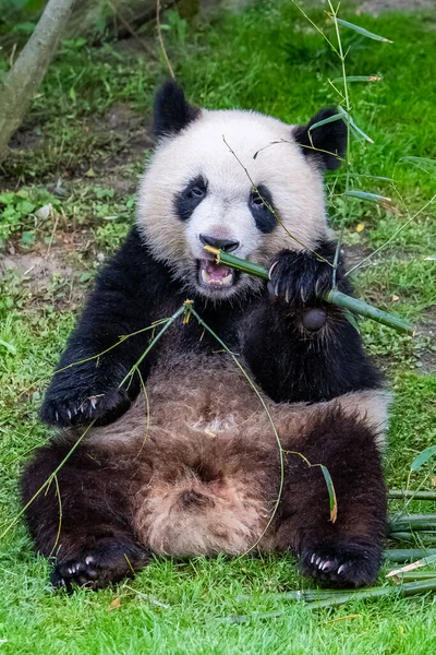 Ung Jättepanda Äter Bambu Gräset Porträtt — Stockfoto