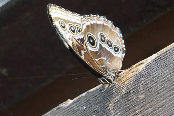 Primer Plano Una Mariposa Morfo Común Una Tabla Madera —  Fotos de Stock