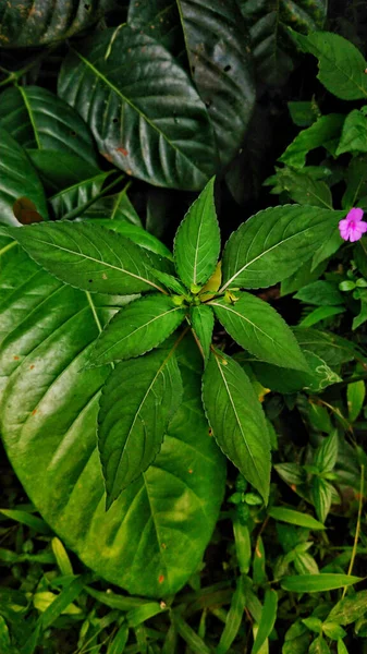 Eine Vertikale Aufnahme Tropischer Blätter Wald — Stockfoto
