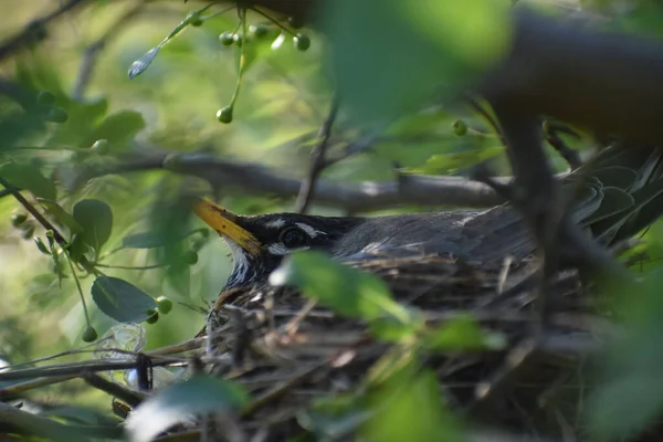 木の上の巣の黒鳥のクローズアップショット — ストック写真