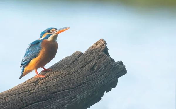 Una Vista Panorámica Pájaro Pescador Real Azul Posado Una Rama — Foto de Stock