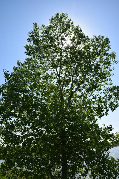 Tiro Vertical Uma Árvore Sob Luz Sol — Fotografia de Stock