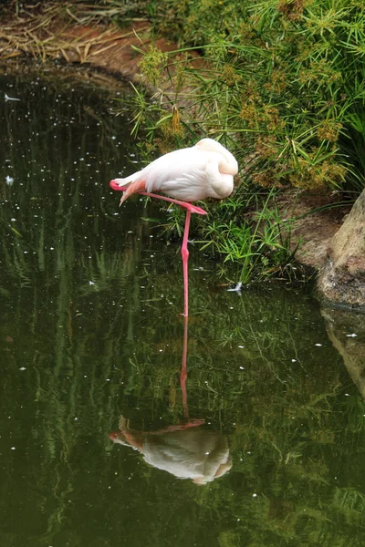 Pionowe Ujęcie Różowo Nogiego Wielkiego Flaminga Phoenicopterus Roseus Stojącego Akwenie — Zdjęcie stockowe