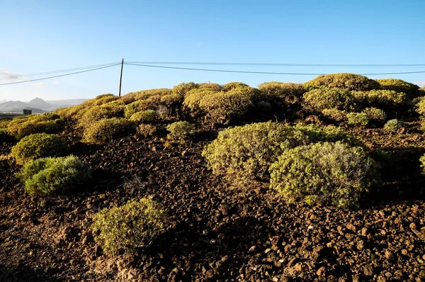 Cactus Woestijn Bij Zonsondergang Tenerife Zuid Canarische Eilanden Spanje — Stockfoto