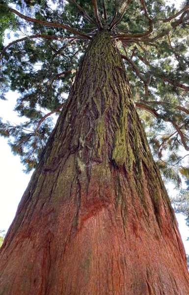 Plan Vertical Angle Bas Séquoia Géant Recouvert Mousse — Photo