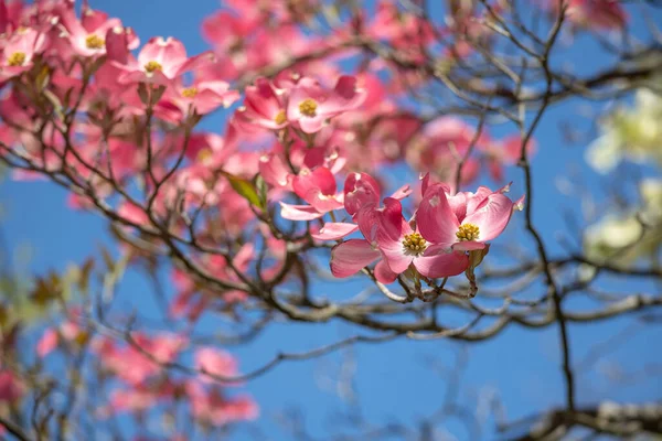 Zbliżenie Strzał Różowego Dahurian Rododendron Kwiaty Gałęzi Drzewa — Zdjęcie stockowe