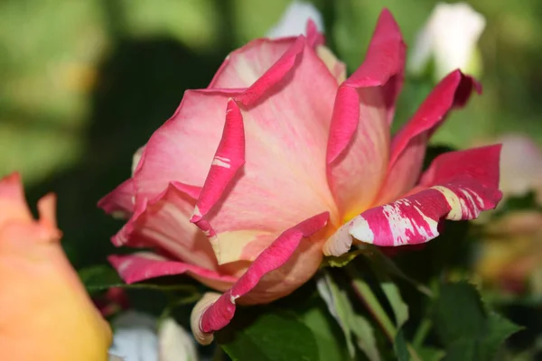 Closeup Rose Papageno Garden Shallow Focus — Stock Photo, Image