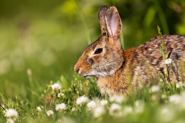 Çimlerin Üzerinde Oturan Sevimli Bir Pamuk Kuyruklu Tavşanın Yakın Plan — Stok fotoğraf