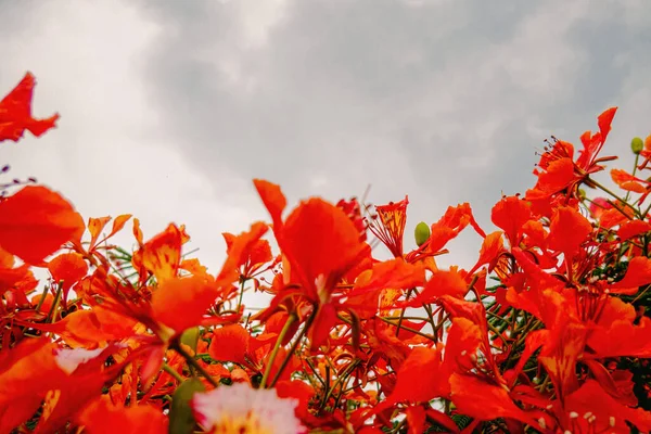 Een Knappe Flamboyant Boom Bloesem — Stockfoto