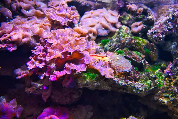 Akvaryumda Parlak Renklerle Güzel Egzotik Balıklar — Stok fotoğraf