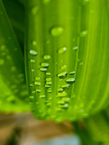 빗방울을 클로즈업 — 스톡 사진