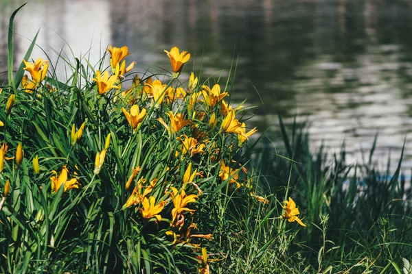 Красивый Снимок Желтых Дневных Лилий Воды — стоковое фото