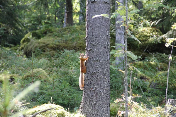 Mignon Petit Écureuil Fixe Caméra Tout Grimpant Dans Arbre Dans — Photo