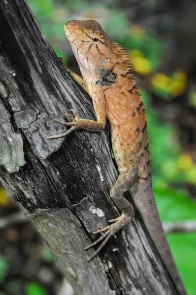 Big Typical Orange Lizard Wood Vietnam — Stock Photo, Image