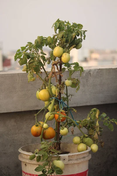 Portrait picture of tomato tree on the roof.