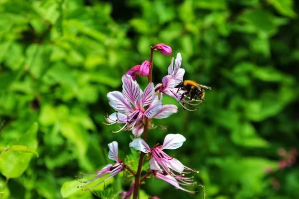 紫色の白い花から花粉を集めるバンブルビーのクローズアップ — ストック写真