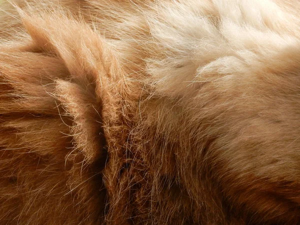 Крупним Планом Шерсть Помаранчевої Кішки — стокове фото