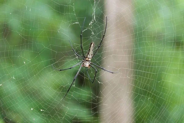 網の上でクモのクローズアップショットぼやけた自然を背景に — ストック写真
