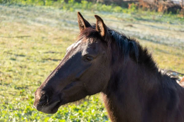 Detailní Záběr Černého Koně Stojícího Zelené Pastvině Slunečného Dne — Stock fotografie