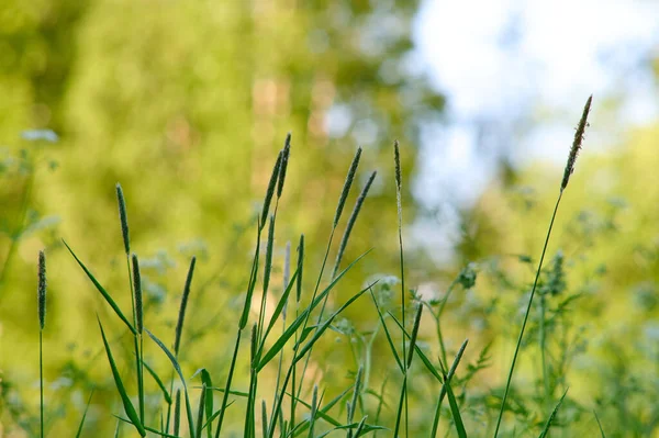 Eine Kleine Gruppe Wiesenhey Vor Einem Aus Dem Fokus Geratenen — Stockfoto