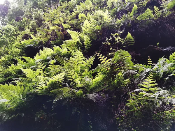 スペイン カナリア諸島のラ パルマ島の緑の植物のクローズアップショット — ストック写真