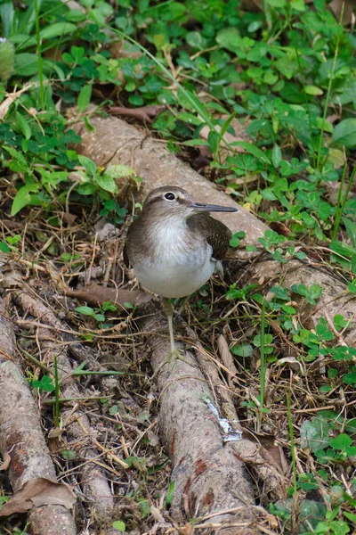 Een Dichtbij Shot Van Een Common Sandpiper — Stockfoto