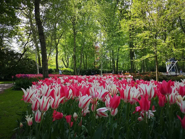 Malowniczy Widok Różowych Białych Tulipanów Rosnących Parku Słoneczny Dzień — Zdjęcie stockowe
