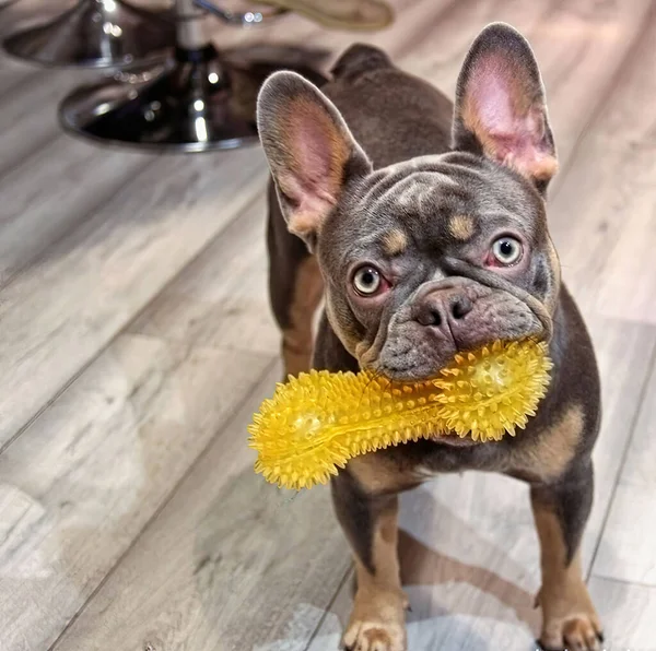 Fransk Bulldogg Med Gulligt Gummiben — Stockfoto