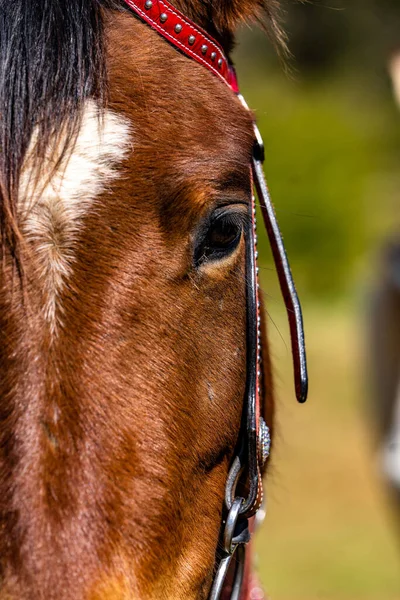 Eine Vertikale Nahaufnahme Des Braunen Pferdeporträts Oberflächlicher Fokus — Stockfoto