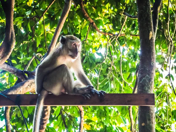 Tiro Close Macaco Sentado Uma Cerca Madeira Por Galho Árvore — Fotografia de Stock