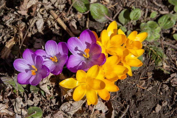 Widok Góry Purpurowe Żółte Kwiaty Krokusa Wiosną Kanadzie — Zdjęcie stockowe