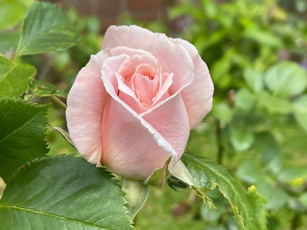 Крупный План Светло Розовой Цветущей Розы — стоковое фото