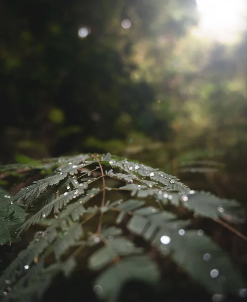 Vertical Shot Fern Water Droplets Sun Rays — Stock Photo, Image