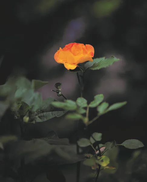 Vertical Shot Lonely Orange Rose Dark Blurry Background — Stock Photo, Image