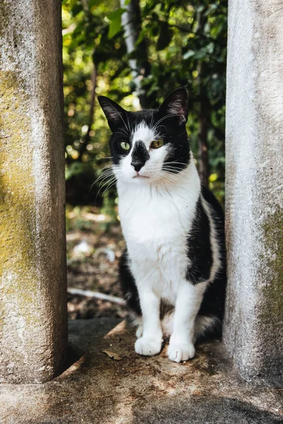 一只漂亮的黑白相间的猫的垂直镜头 — 图库照片