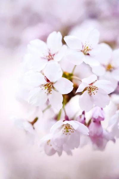 Pionowe Zbliżenie Ujęcie Kwitnących Kwiatów Wiśni Rozmytym Tle — Zdjęcie stockowe