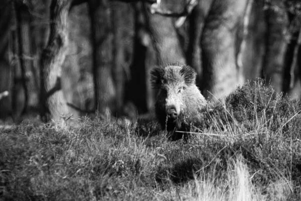 Grayscale Shot Wild Boar Lying Grass Forest — Stock Photo, Image