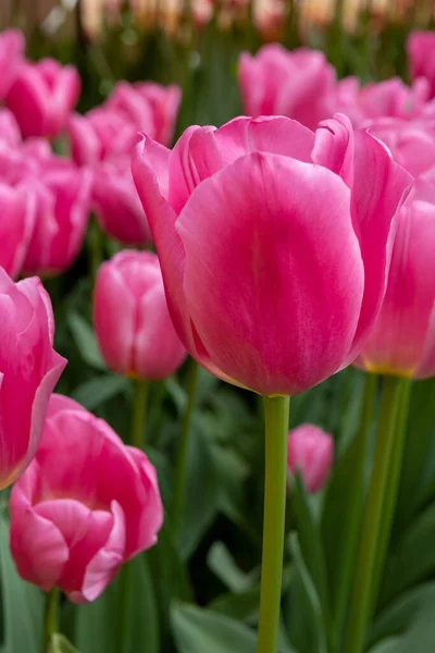 Pionowy Strzał Różowych Tulipanów Keukenhof Lisse Holandia — Zdjęcie stockowe