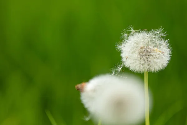 Paardebloem Taraxacum Met Wazige Achtergrond — Stockfoto