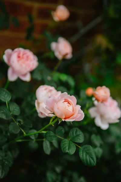 Açık Pembe Ngiliz Güllerinin Dikey Seçmeli Odak Noktası — Stok fotoğraf