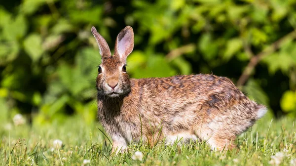 Beautiful Portrait Cottontail Rabbit Lawn Sunny Day — Stock Photo, Image