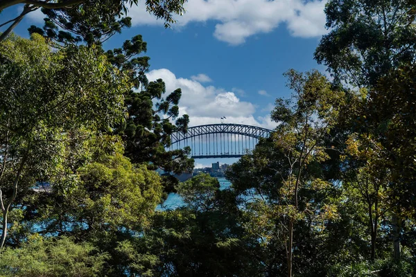 オーストラリア ニューサウスウェールズ州シドニー港橋を隠す木の前景 — ストック写真