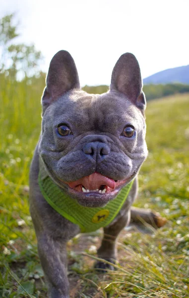 Close Vertical Adorável Bulldog Francês Vestindo Uma Camisola Parque — Fotografia de Stock